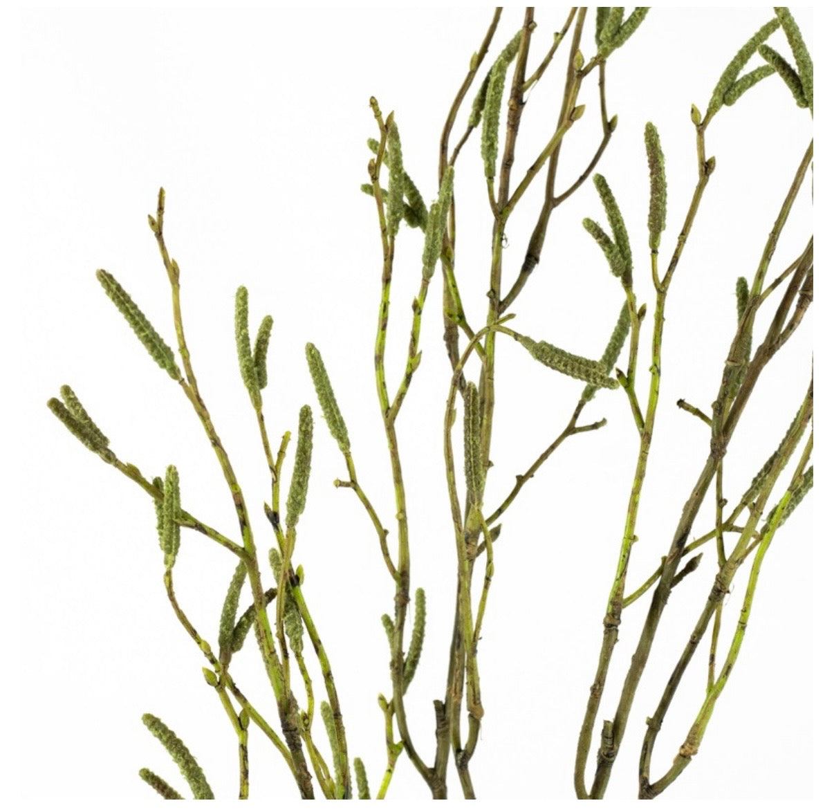 Kunsttak Callistemon 108cm